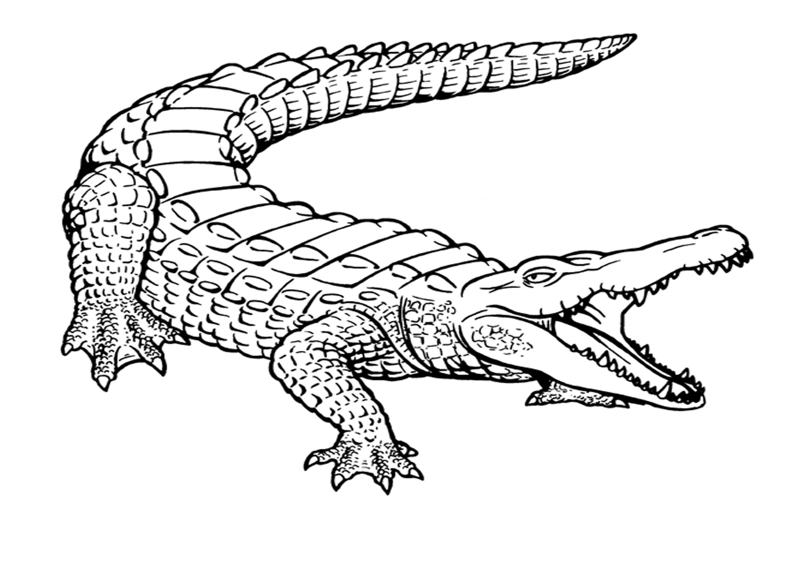 3300x2400 drawing of alligator alligator cartoon drawing at getdrawings - Alligator Cartoon Drawing
