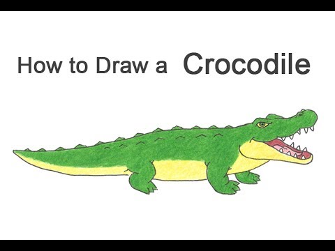 480x360 how to draw a crocodile alligator - Alligator Cartoon Drawing