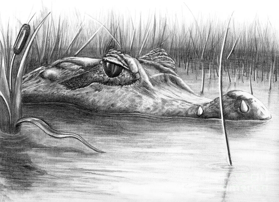 900x654 florida gator drawing - Alligator Drawing