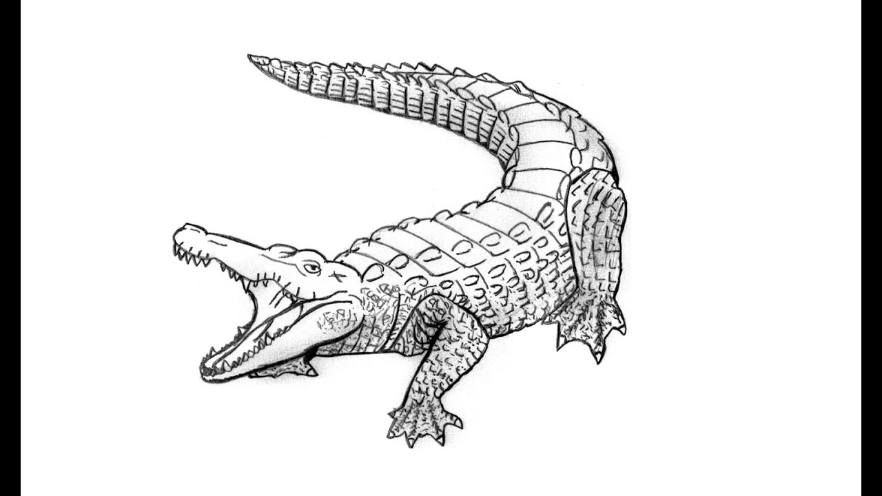 1280x720 how to draw an alligator - Alligator Drawing