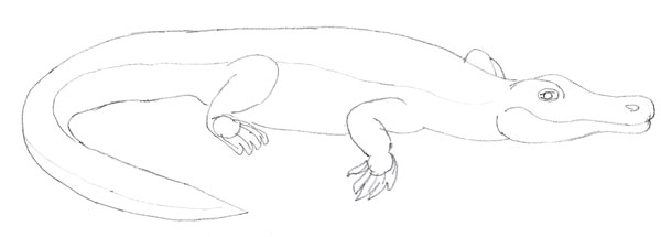 600x215 how to draw an alligator - Alligator Drawing