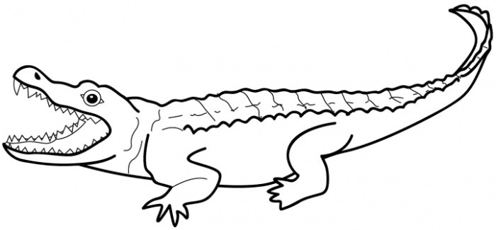 700x325 how to draw an alligator easy step - Alligator Drawing