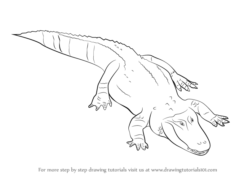 800x566 learn how to draw a alligator - Alligator Drawing