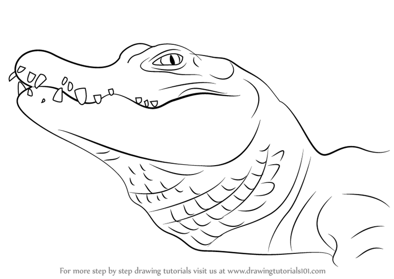 800x566 learn how to draw a chinese alligator - Alligator Drawing