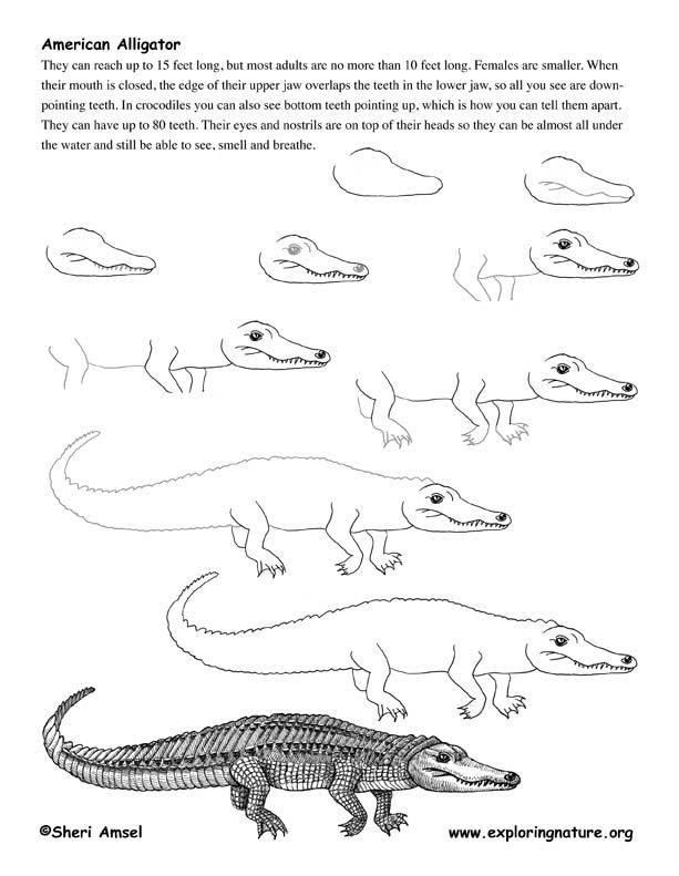 613x791 reptile alligator - Alligator Drawing