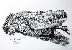 300x209 the crocodile original pencil reptile drawing painting pet wild - Alligator Drawing
