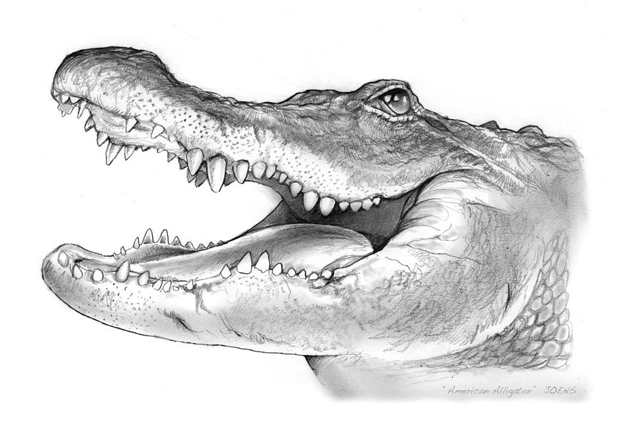 900x624 american alligator drawing - Alligator Drawing