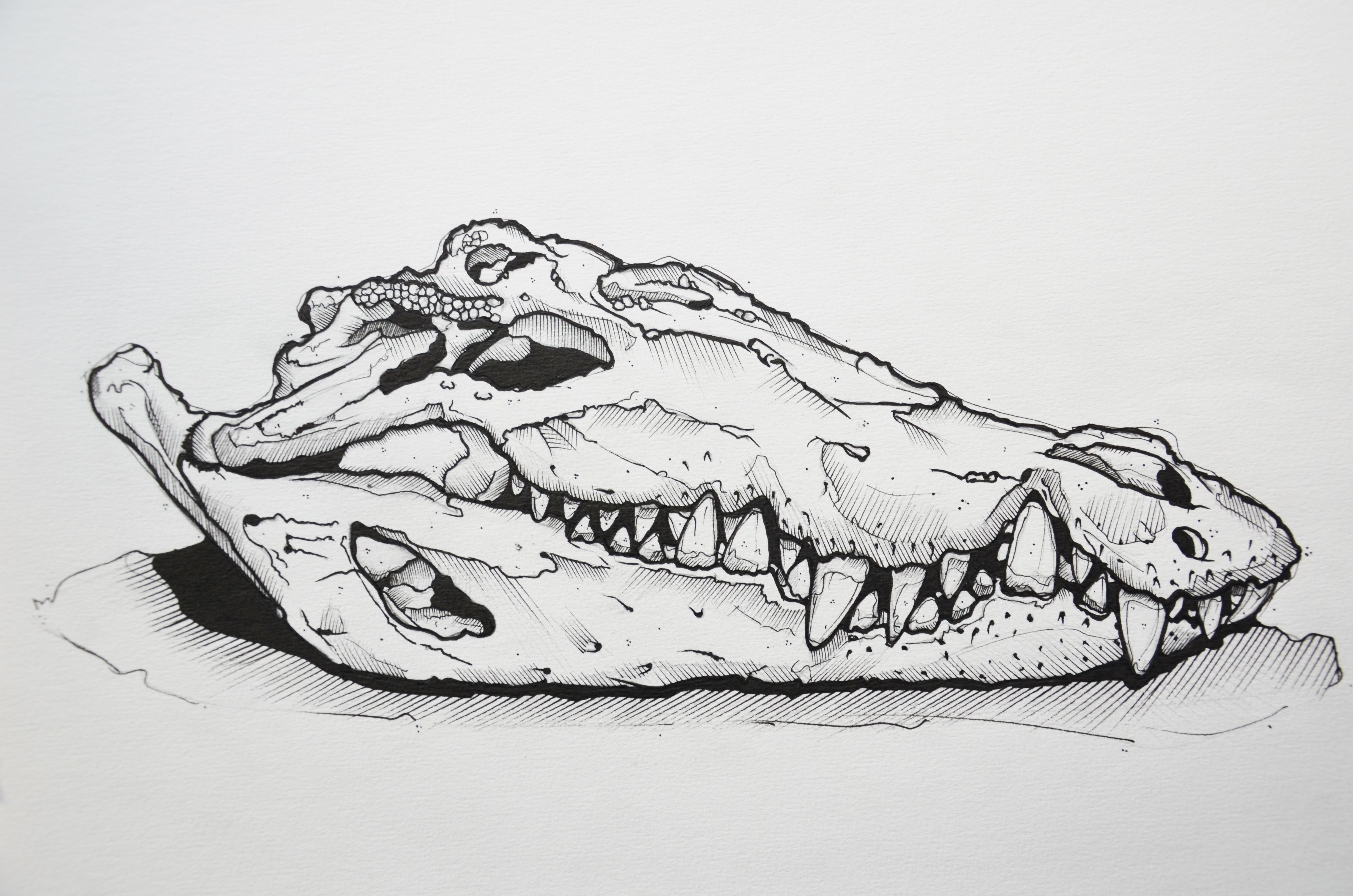 Best Crocodile Sketch Drawing with Pencil