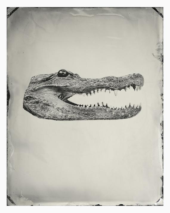 570x713 Print Gator Head Etsy - Alligator Head Drawing