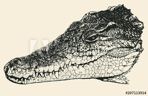 500x324 Head Of A Crocodile Hand Drawn Character Vector Illustration - Alligator Head Drawing