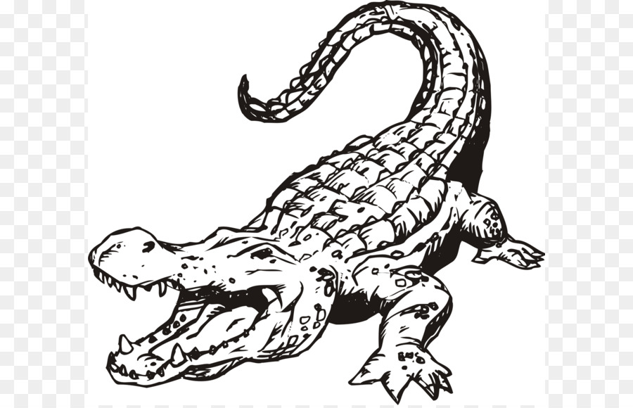 900x580 Alligator Clipart Crocodile Head - Alligator Head Drawing