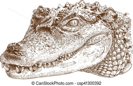 450x291 Vector Antique Engraving Illustration Of Crocodile Head Isolated - Alligator Head Drawing