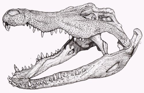 500x325 Melachite Finally Finished! Crocodile Skull Study Skulls - Alligator Head Drawing