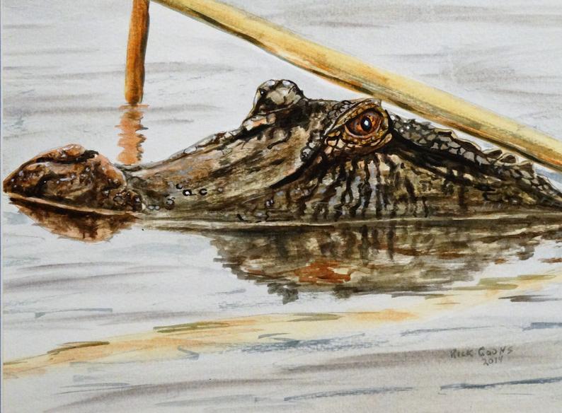 794x584 Alligator Head Iir Original Watercolor Alligator Art Gator Etsy - Alligator Head Drawing