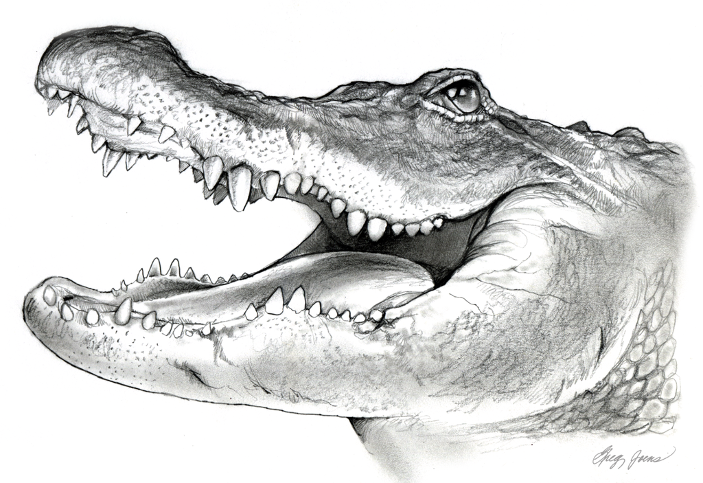 Alligator Head Drawing at Explore collection of