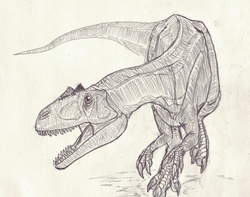 800x630 Allosaurus Fragilis - Allosaurus Drawing