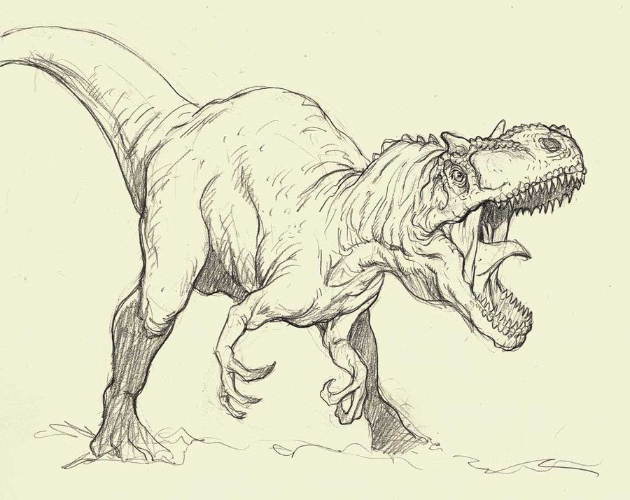 900x714 Allosaurus Sketch - Allosaurus Drawing