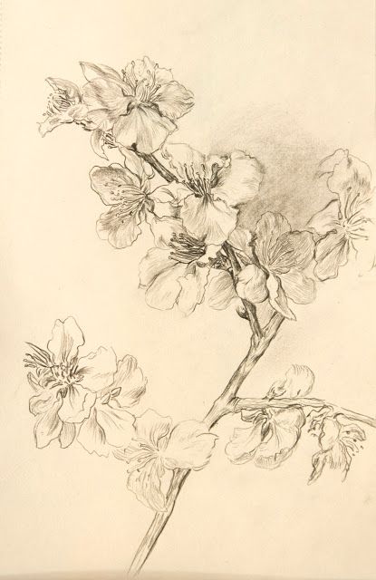 415x640 Almond Branch Drawing Art For Sale - Almond Drawing