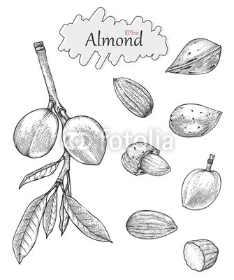 335x400 Almond Collection Hand Drawing Vintage Style Engraving Drawing - Almond Drawing