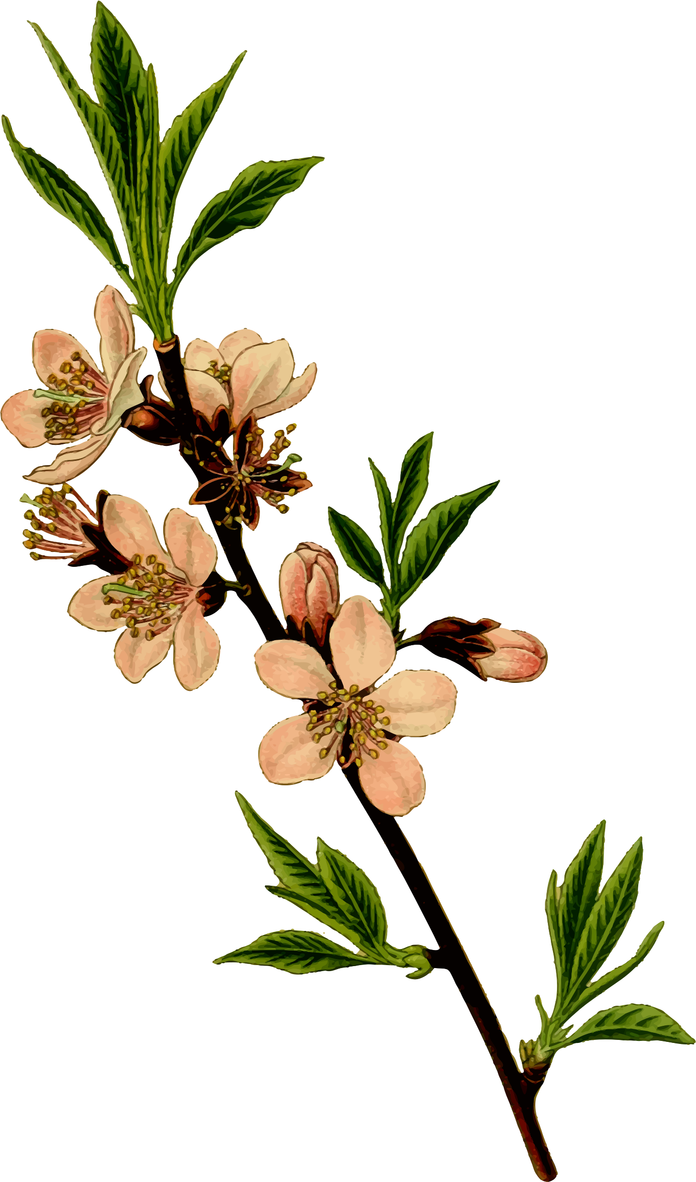 1386x2354 Almond Tree - Almond Drawing