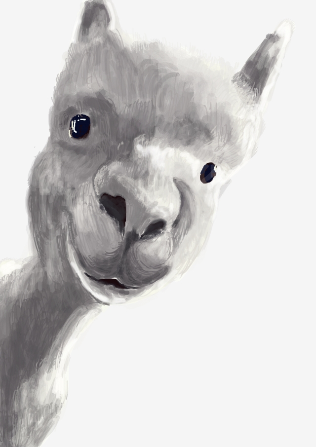 640x906 animal illustration animal realistic hand drawing cartoon alpaca - Almond Drawing