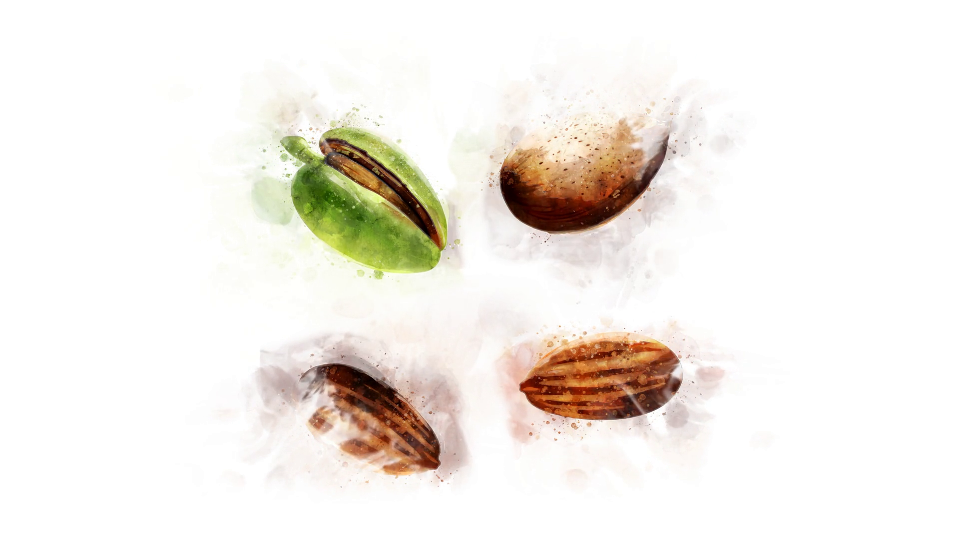1920x1080 Animation Of Drawing Almond And Its Parts Motion Background - Almond Drawing