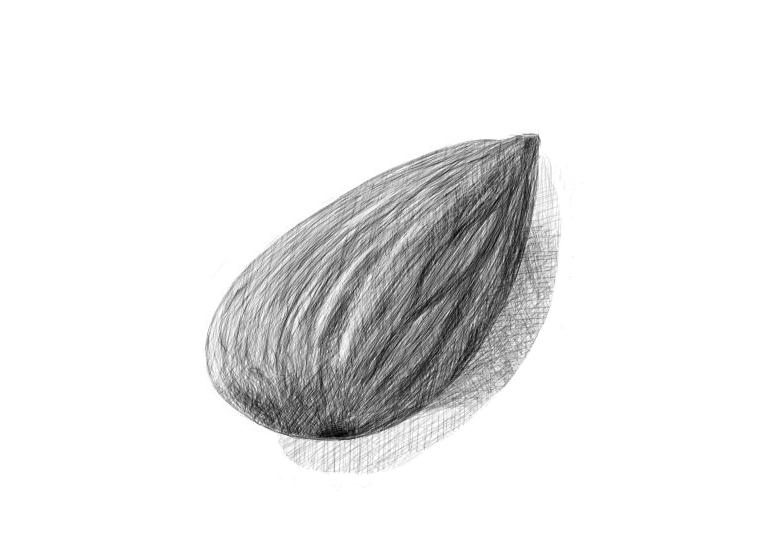 775x554 Daily Drawing Day Almond - Almond Drawing