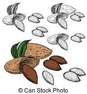 180x195 Nut Almond Hand Drawing Set Of Vector Sketches - Almond Drawing