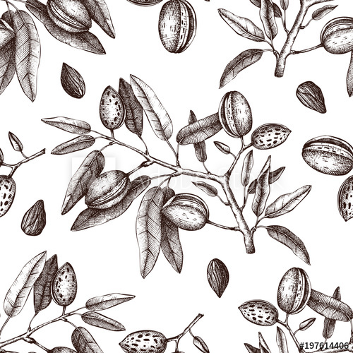 500x500 Vector Almond Background Hand Drawn Nut Tree Sketch Botanical - Almond Drawing