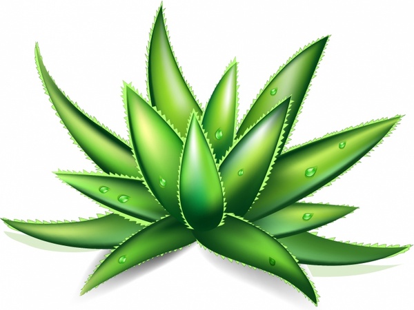600x450 aloe vera free vector in adobe illustrator - Aloe Vera Drawing