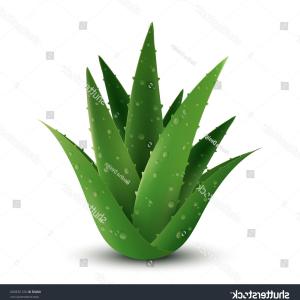 300x300 aloe vera plant vector design soidergi - Aloe Vera Drawing