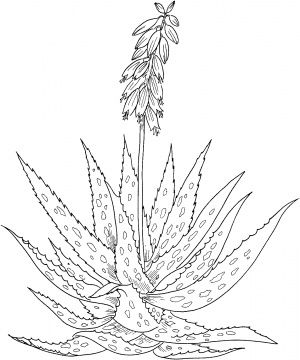 300x360 aloe vera drawing tattoos flower coloring pages, free coloring - Aloe Vera Drawing