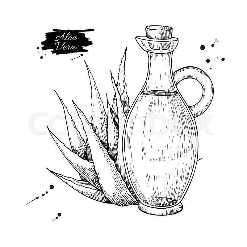 800x800 aloe vera juice in pitcher bottle stock vector colourbox - Aloe Vera Drawing