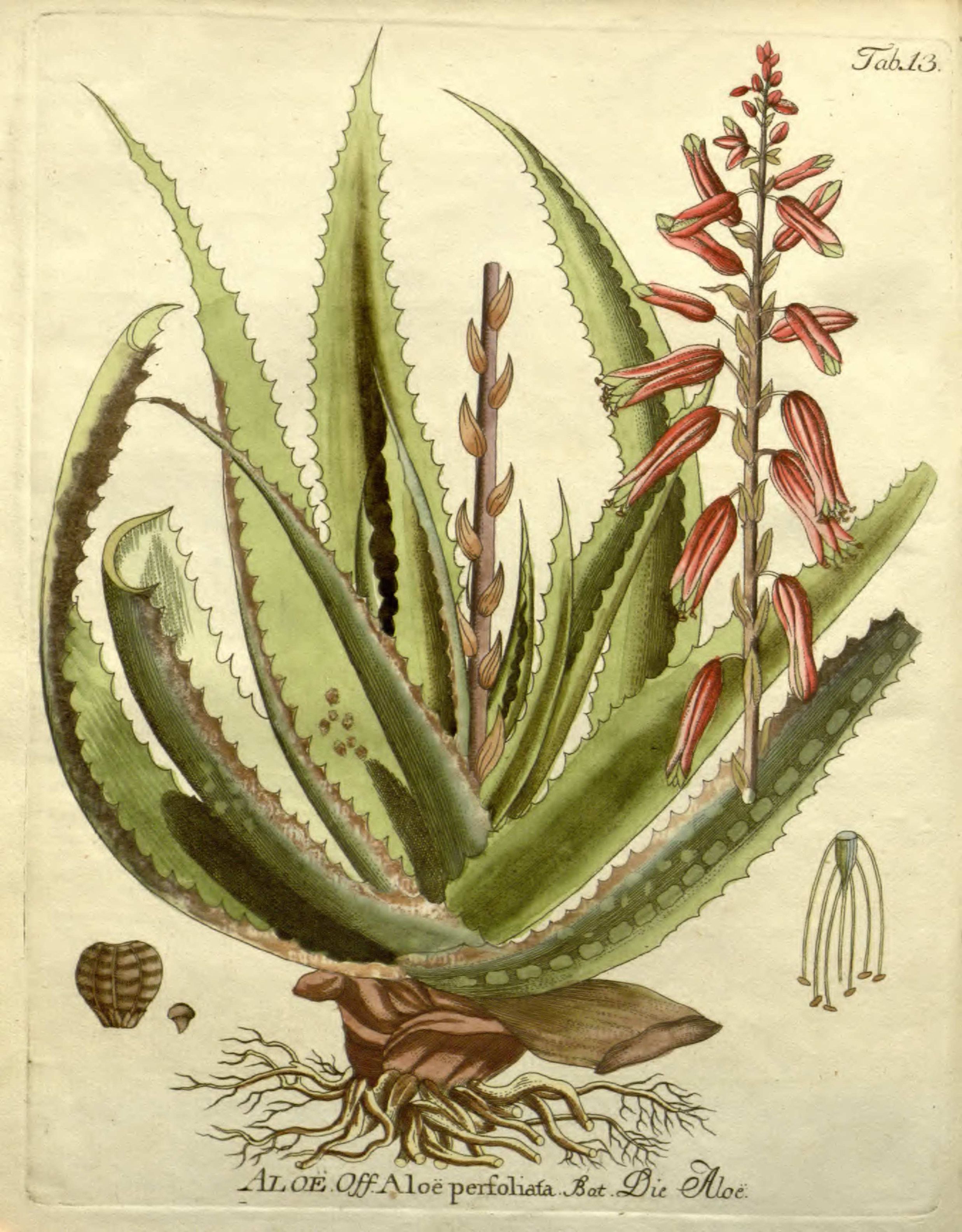 2475x3170 aloe perfoliata l - Aloe Vera Drawing