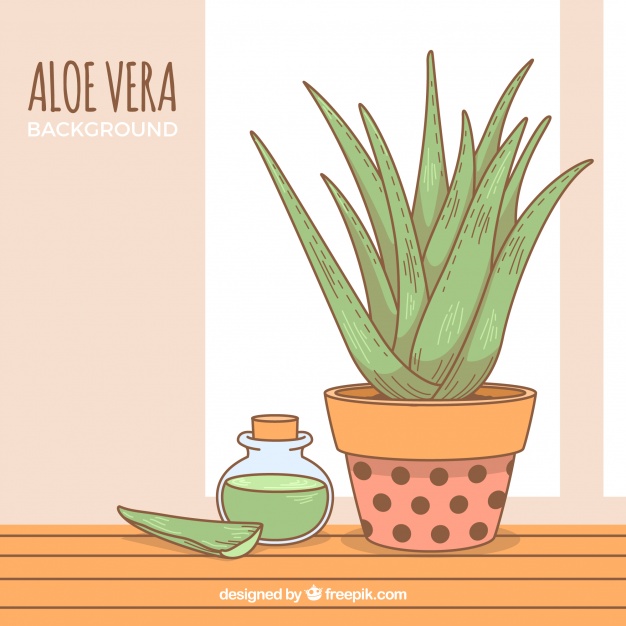 Aloe Vera Drawing at PaintingValley.com | Explore collection of Aloe