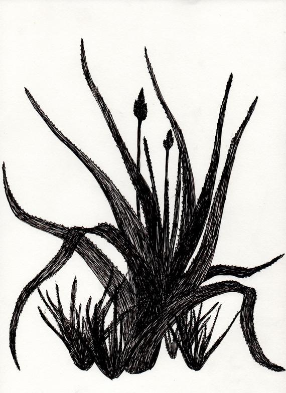 570x784 botanical greeting cards aloe vera drawing printed on linen etsy - Aloe Vera Drawing