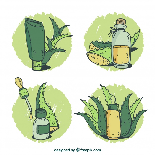 626x626 download vector - Aloe Vera Drawing