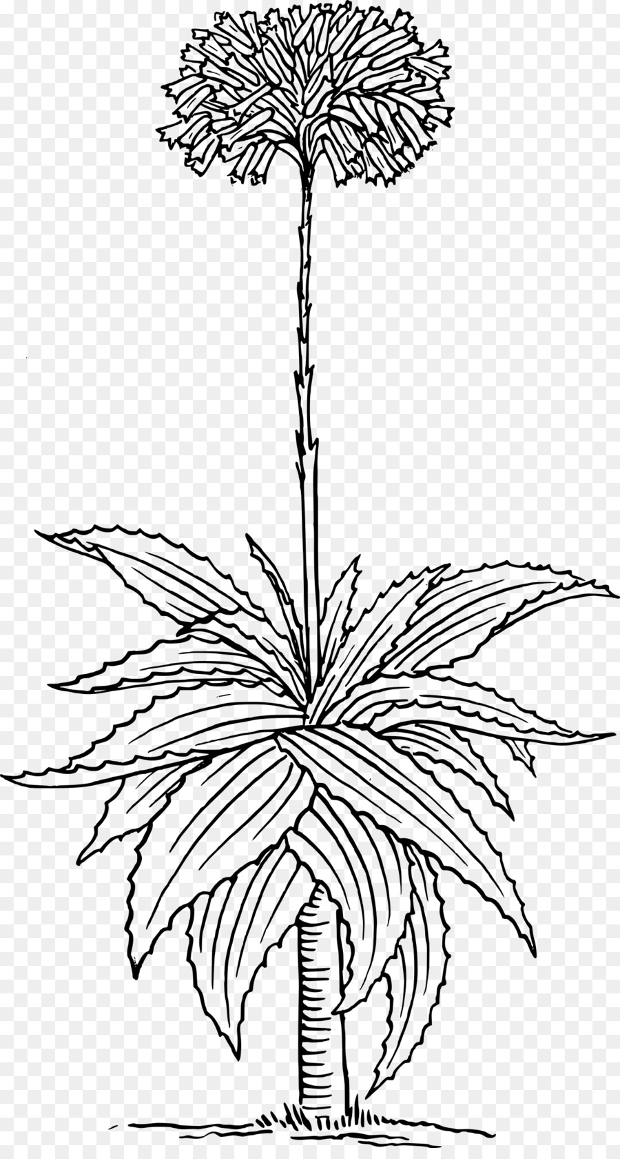 900x1680 drawing, graphics, plant, transparent png image clipart free - Aloe Vera Drawing