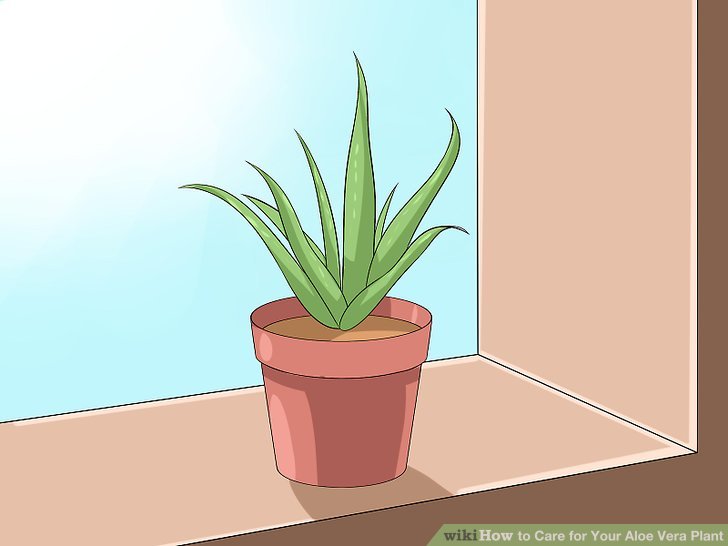728x546 how to care for your aloe vera plant steps - Aloe Vera Drawing