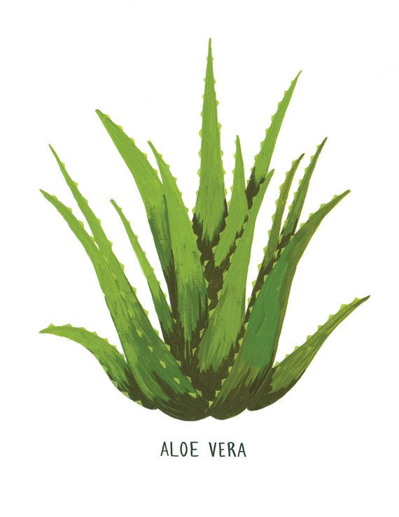 570x738 recommended articles on in blog boss - Aloe Vera Drawing