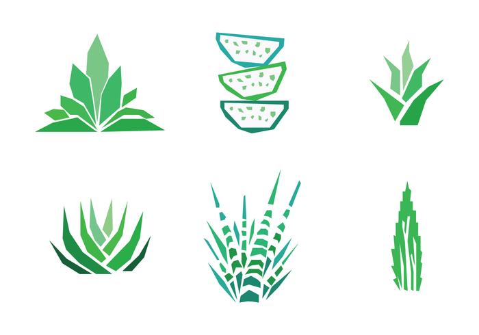 700x490 set of aloe vera drawings - Aloe Vera Drawing