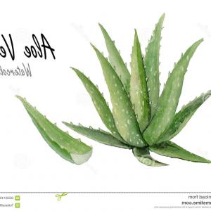 300x300 stock illustration aloe vera hand drawn watercolor painting white - Aloe Vera Drawing