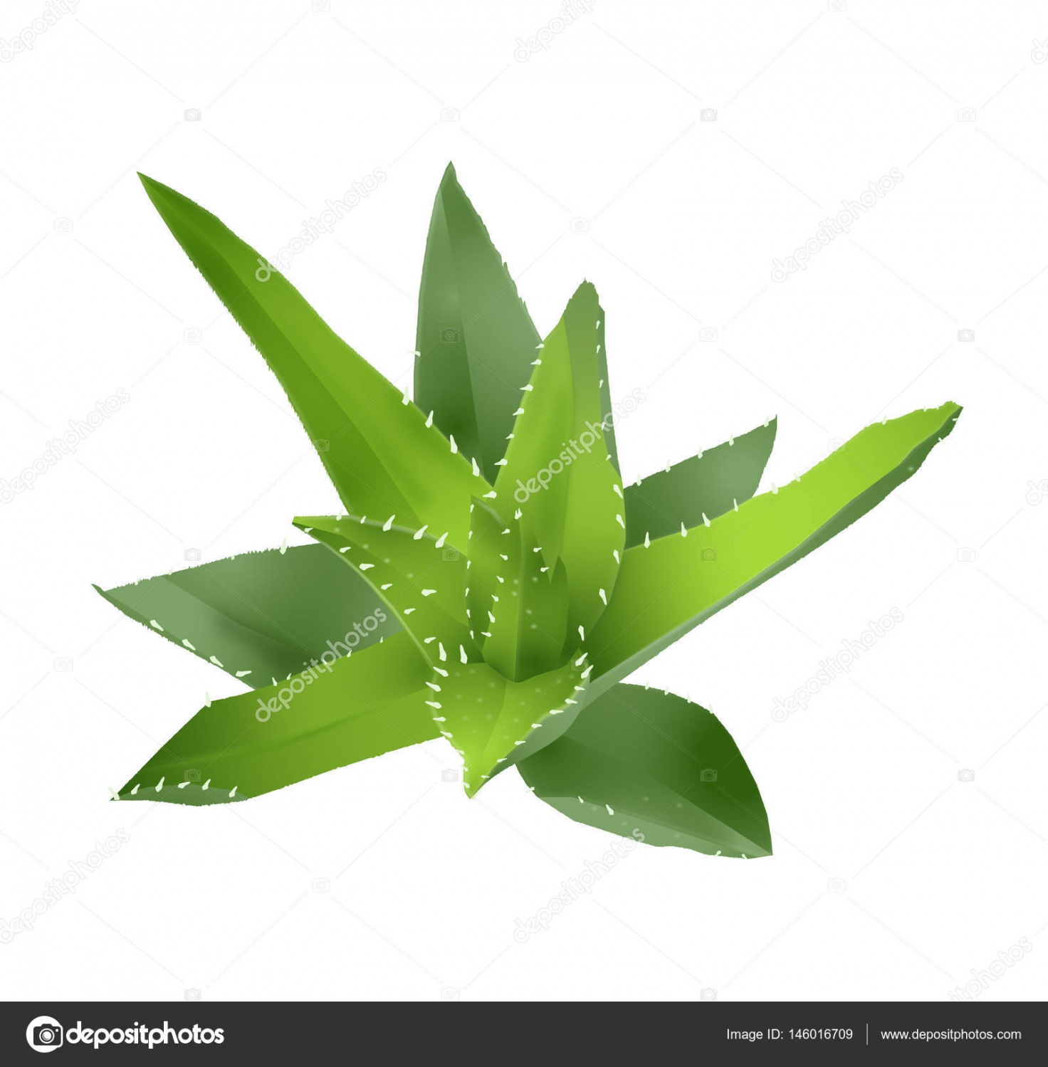 1472x1499 aloe vera drawing - Aloe Vera Drawing