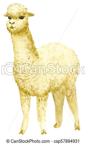 283x470 alpaca drawing hand drawn with watercolor, isolated on white - Alpaca Drawing