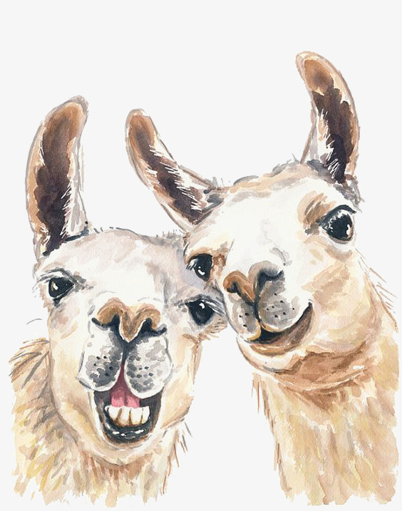 564x717 drawing alpaca, animal, mud horse, yellow png image and clipart - Alpaca Drawing