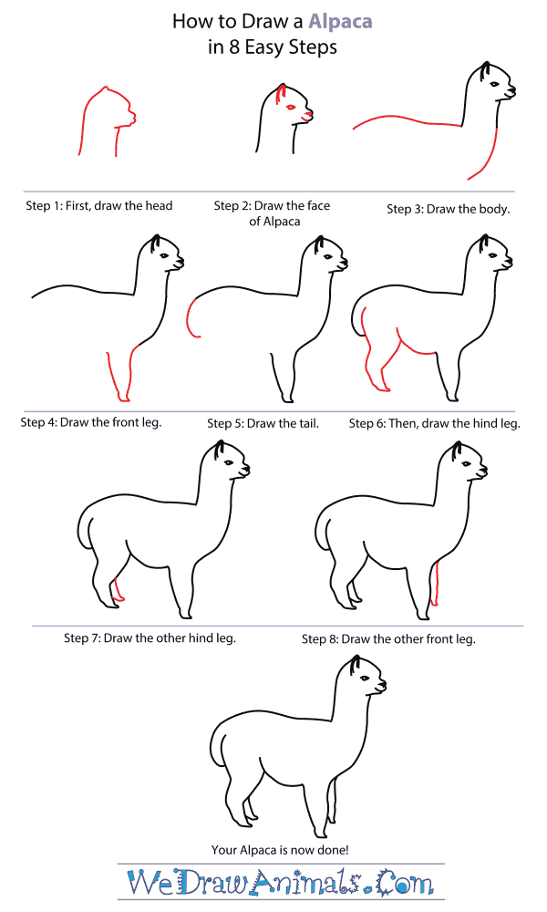 600x1000 how to draw an alpaca - Alpaca Drawing