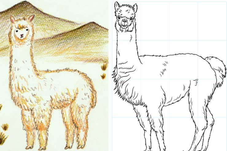 739x491 how to draw an alpaca face, head,very cute and simple drawing - Alpaca Drawing