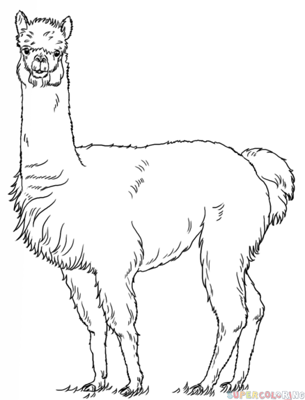 438x575 how to draw an alpaca step - Alpaca Drawing