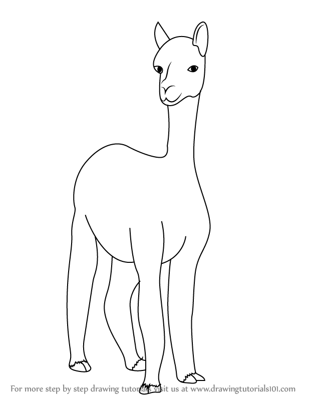 617x799 learn how to draw a alpaca - Alpaca Drawing