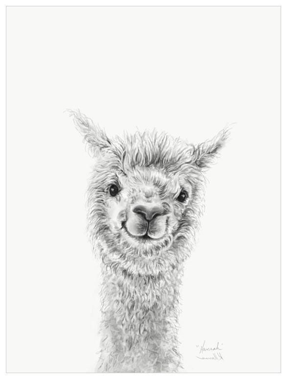 587x775 llama draw you a portrait - Alpaca Drawing